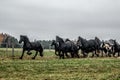 Galloping herd of friesian mares