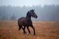 Galloping Horse Royalty Free Stock Photo