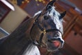 Galloping horse Royalty Free Stock Photo