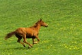 Galloping horse