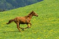 Galloping horse Royalty Free Stock Photo