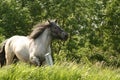Galloping horse Royalty Free Stock Photo