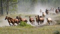 Galloping Horse Herd Royalty Free Stock Photo
