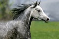 Galloping horse on the meadow Royalty Free Stock Photo