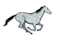 Galloping horse or mustang. Dapple grey color coat pony running.