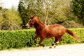 Galloping Horse in paddock Royalty Free Stock Photo