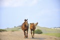 Galloping horses