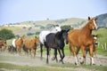 Galloping horses