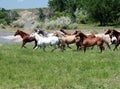 Galloping Horses Royalty Free Stock Photo