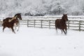 Galloping horses and enjoying the winter landscape Royalty Free Stock Photo