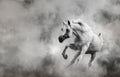 Horse on the fog Royalty Free Stock Photo