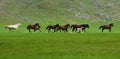 Galloping horses Royalty Free Stock Photo