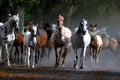 Galloping horses at pasture Royalty Free Stock Photo