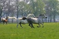 Galloping horses in the pasture Royalty Free Stock Photo