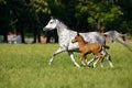 Galloping horses at pasture Royalty Free Stock Photo