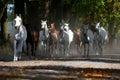 Galloping horses at pasture Royalty Free Stock Photo