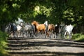 Galloping horses at pasture Royalty Free Stock Photo