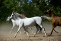 Galloping horses at pasture Royalty Free Stock Photo