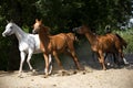 Galloping horses at pasture Royalty Free Stock Photo