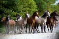 Galloping horses at pasture Royalty Free Stock Photo