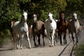 Galloping horses at pasture Royalty Free Stock Photo