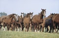 Galloping Horses in the Puszta Royalty Free Stock Photo