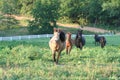 Galloping miniature horses