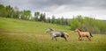 Galloping Outfitter Horses - Grey and Bay