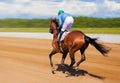 Galloping race horse in racing competition. Jockey on racing horse. Sport. Champion. Hippodrome. Racetrack. Equestrian Royalty Free Stock Photo