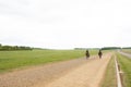 Galloping racehorses seen on a training track in East Anglia, UK.