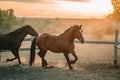 Galloping run in sunset or sunrise light. Beautiful young horses run in the corral on ranch. Animal, farm concept Royalty Free Stock Photo