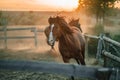 Galloping run in sunset or sunrise light. Beautiful young horses run in the corral on ranch. Animal, farm concept Royalty Free Stock Photo