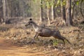 Galloping Sambar Deer seen at Tadoba, Chandrapur, Maharashtra, India