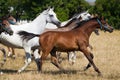 Galloping young arabian horses