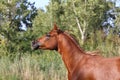 Galloping young arabian stallion on pasture Royalty Free Stock Photo