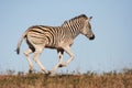 Galloping Zebra Royalty Free Stock Photo