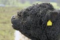 Galloway bull Royalty Free Stock Photo