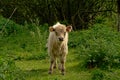 Galloway calf in natural environment