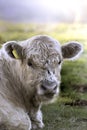 galloway calf portrait