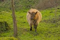 Galloway calf in a sunny green meadow in the flemish countryside