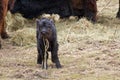 Galloway calf