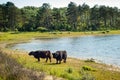 Galloway cattle at a beach Royalty Free Stock Photo
