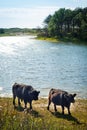 Galloway cattle at a beach Royalty Free Stock Photo