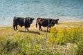 Galloway cattle at a beach Royalty Free Stock Photo