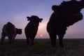 Galloway, Galloway cattle, Bos taurus s Royalty Free Stock Photo