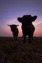 Galloway, Galloway cattle, Bos taurus s Royalty Free Stock Photo