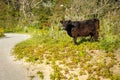 Galloway cattle in a forest