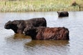 Galloway cattle in lake
