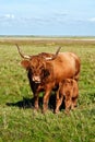 Galloway cattle standing in the meadow