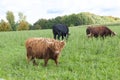 Highland cows, Galloway Cattles